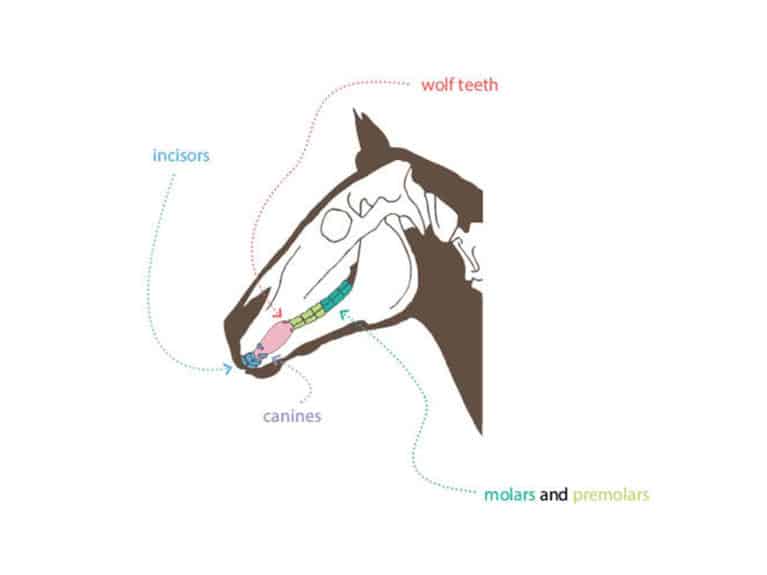 PONY mag diagram of a pony's teeth