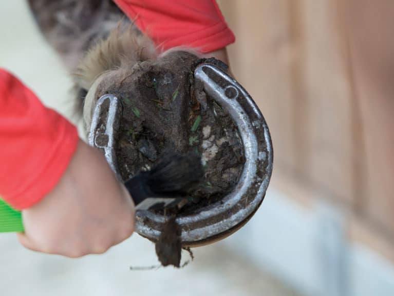 Pony having hooves picked out