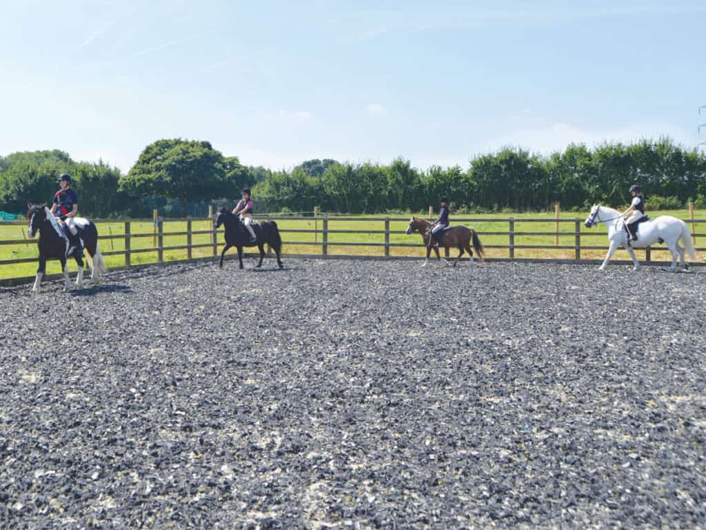 Riding school ponies