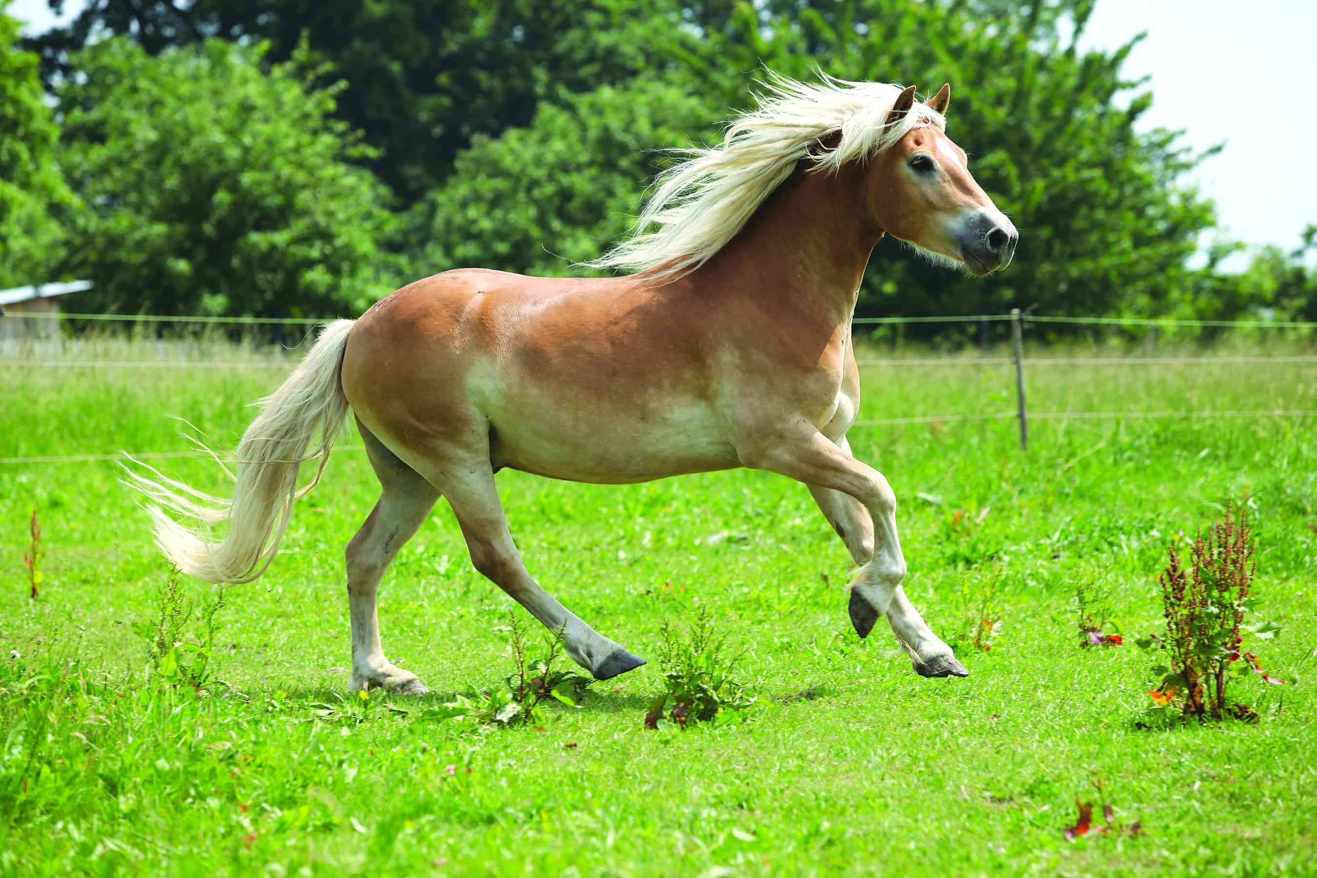 The Breed A-Z - The ultimate guide to pony breeds | Pony Magazine