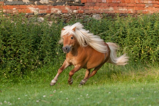 pony running in field