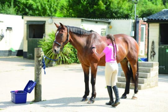 Pony being groomed