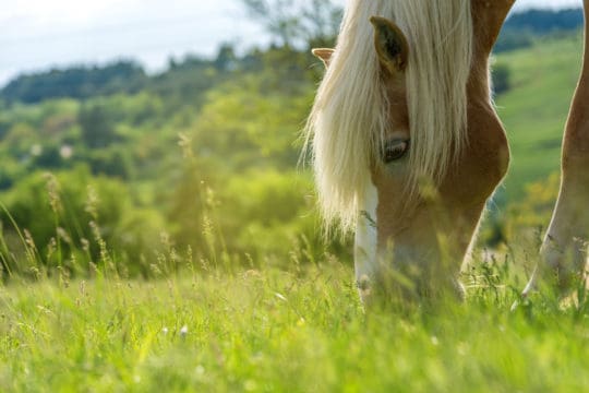 Pony grazing in field