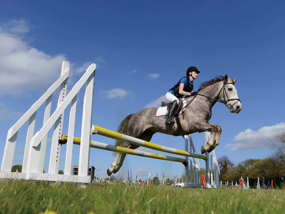 Showjumping spread fence