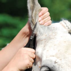Trimming a pony's ears with scissors