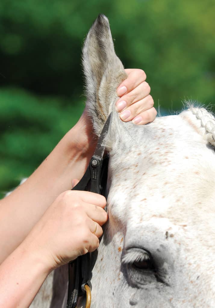 Trimming a pony's ears with scissors