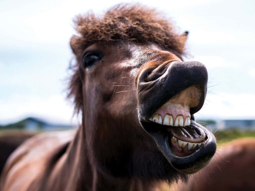 Shetland pony showing its teeth