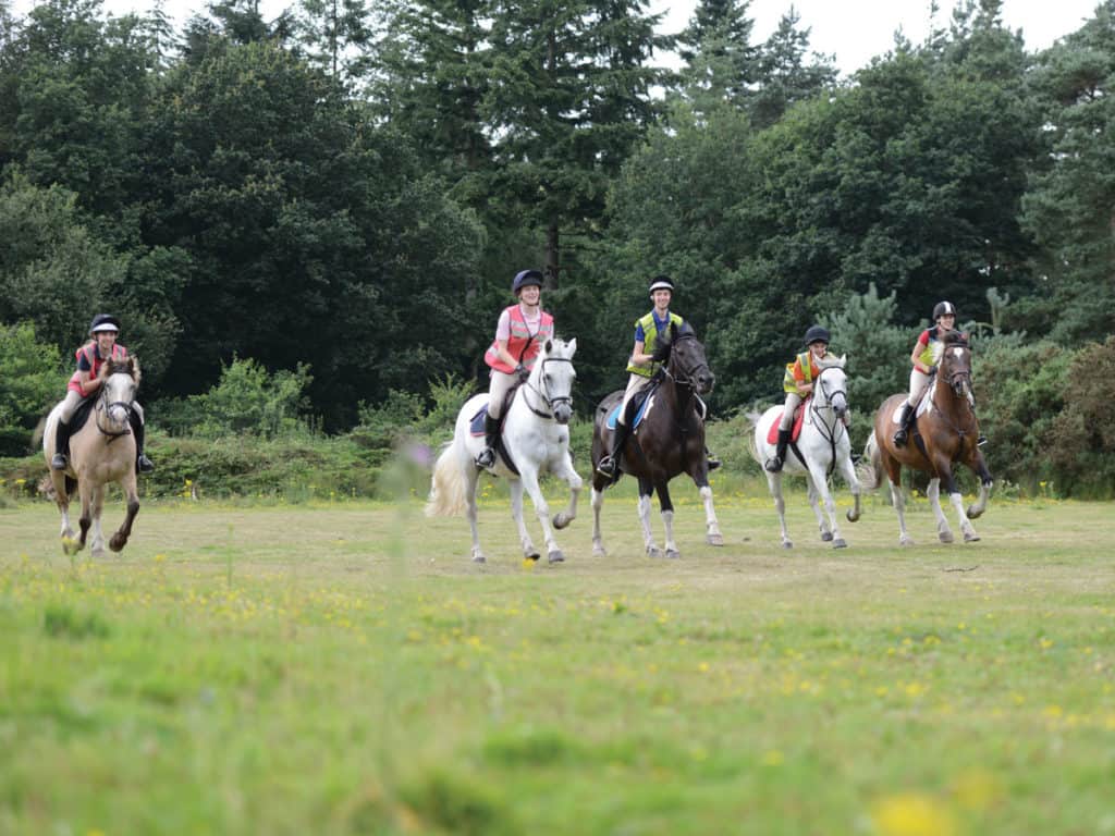 ponies hacking in a group