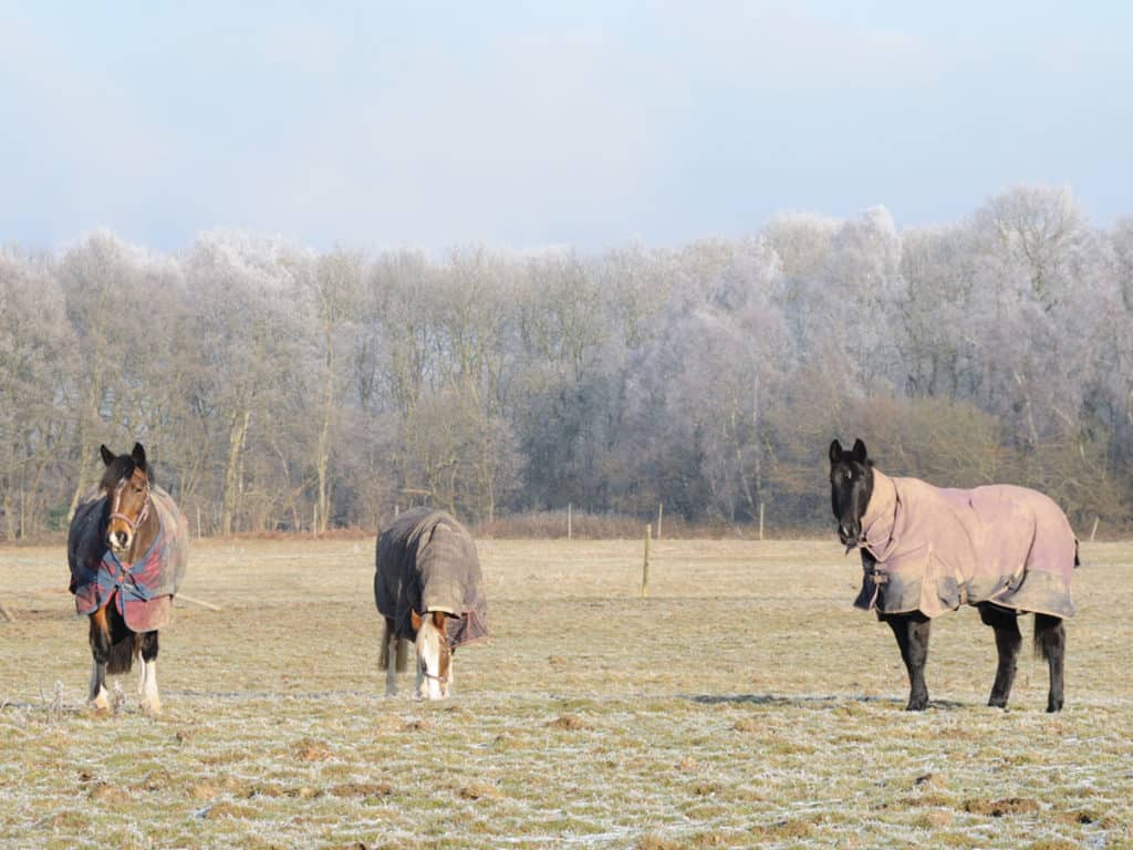 Field kept ponies in the winter