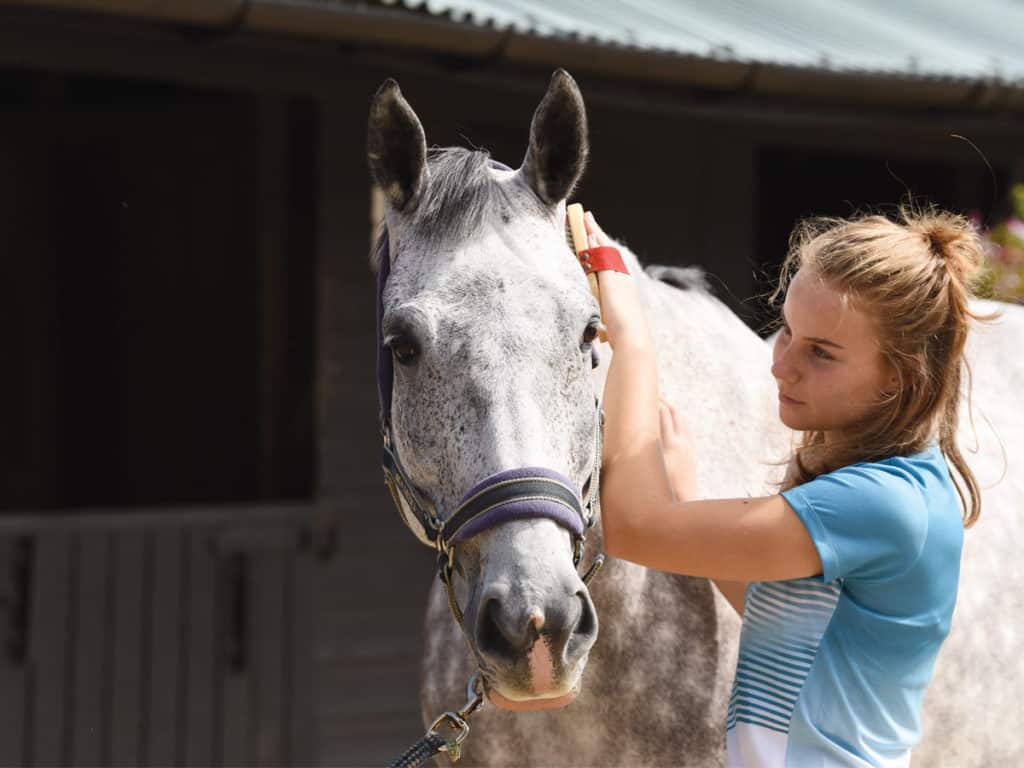 Gain your pony's trust through grooming
