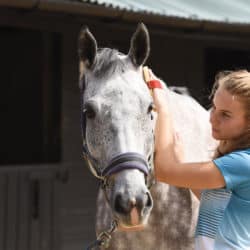 Gain your pony's trust through grooming