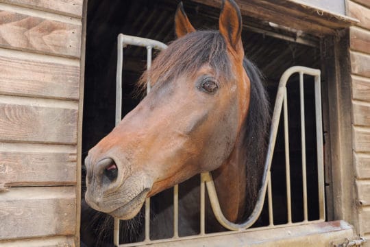 stabling a pony during winter