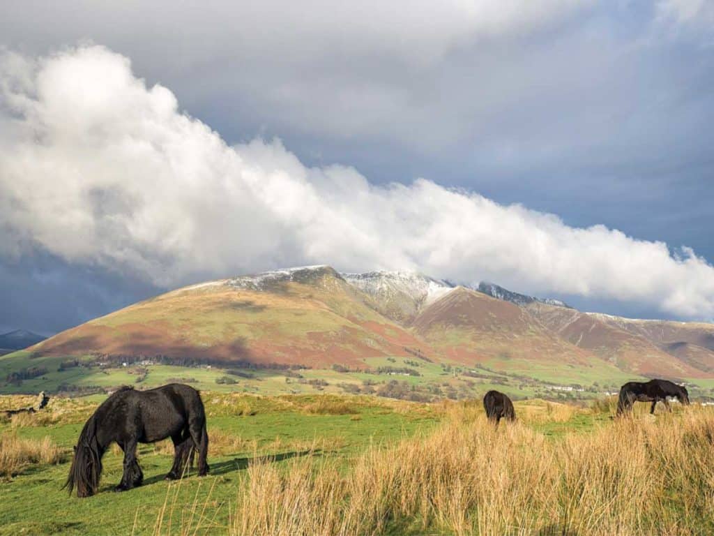 British native breed ponies grazing