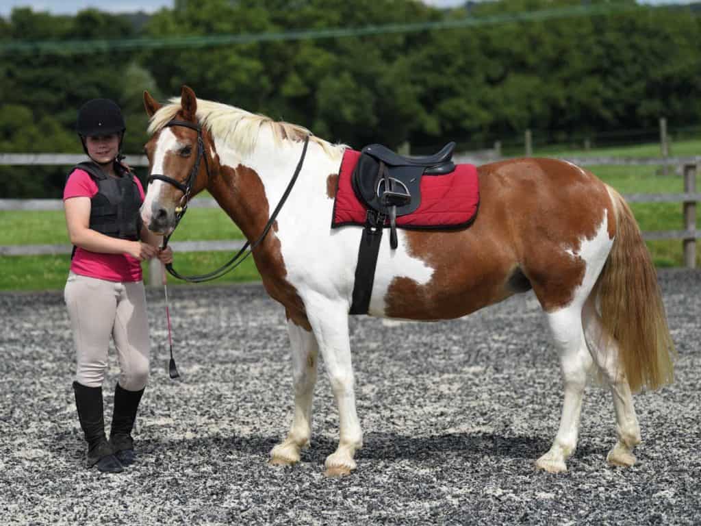 Tacking Up Essentials Pony Magazine Tacking Up Essentials Pony Magazine