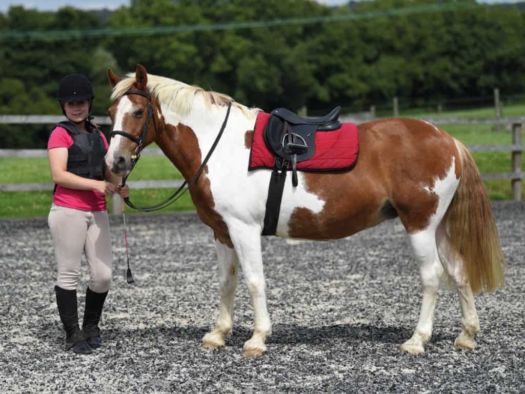 Pony tacked up ready for a ride