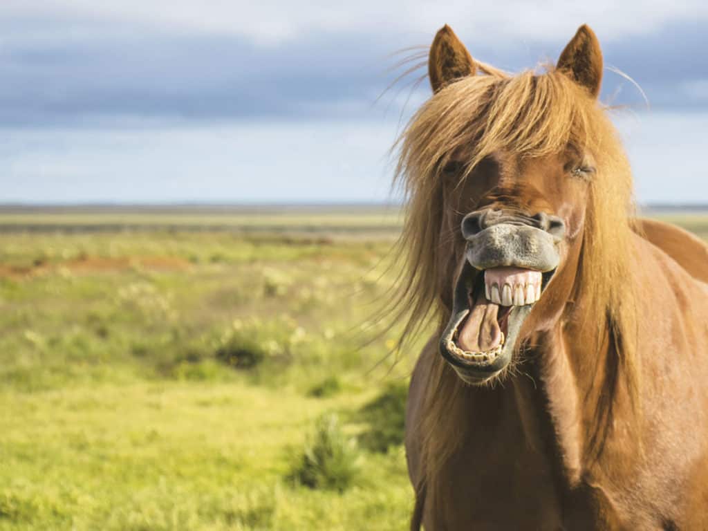 Pony laughing