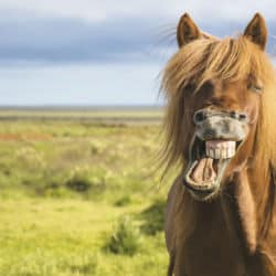 Pony laughing