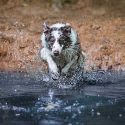 RSPCA Young Photographer Awards, collie running through water