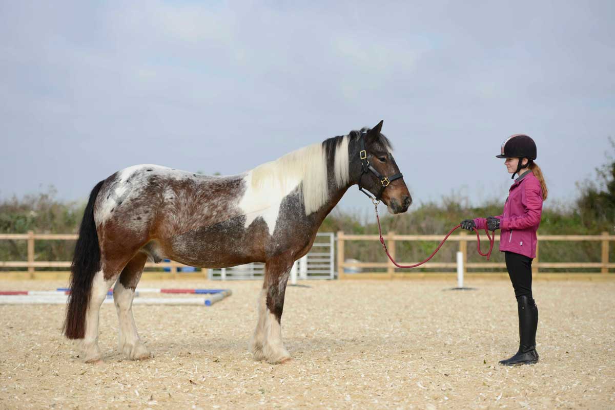 Teaching your pony to stand