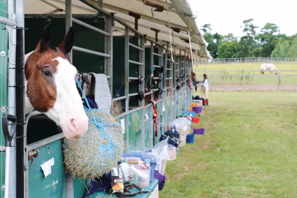 Pony at Pony Club camp