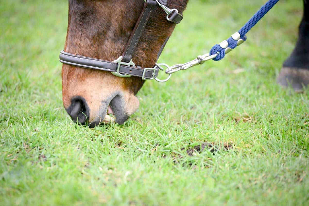 Pony being grazed in-hand