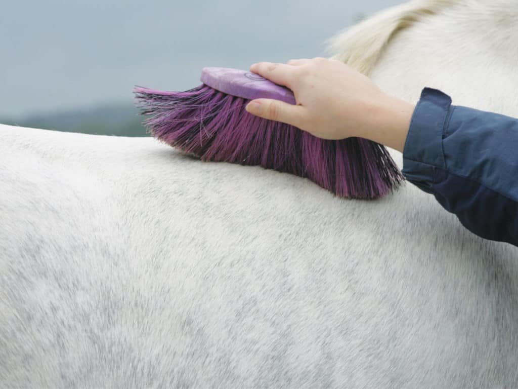 grooming your pony