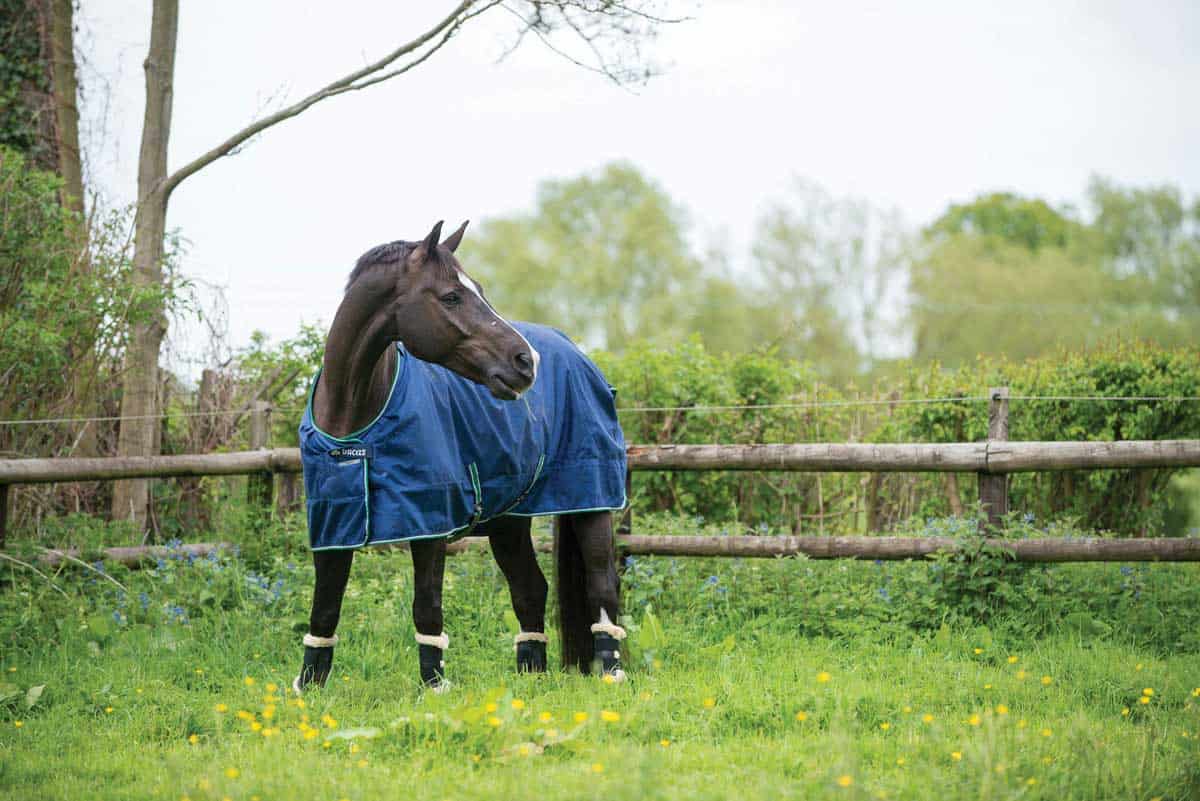 Valegro in his field