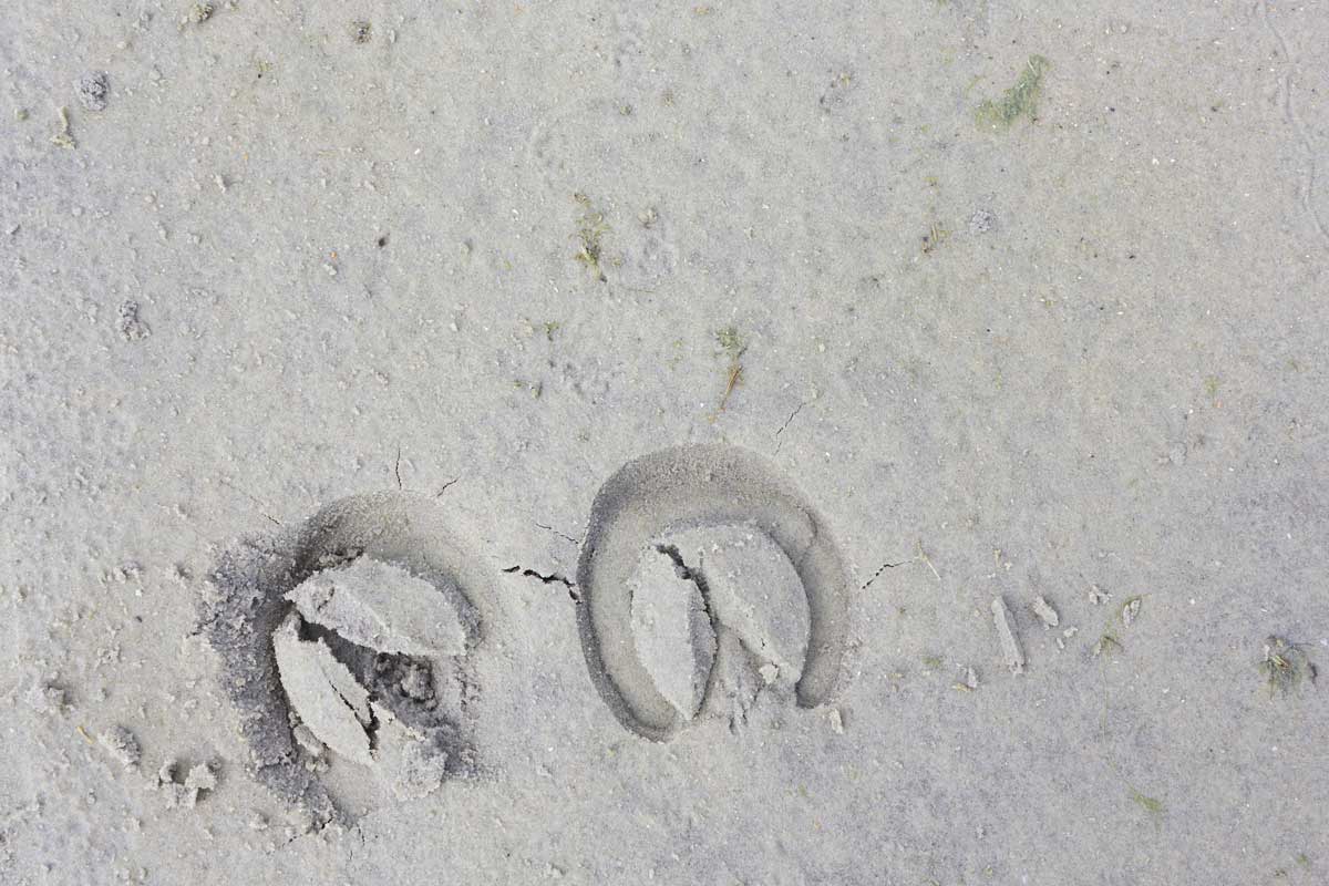 hoofprints on the sand