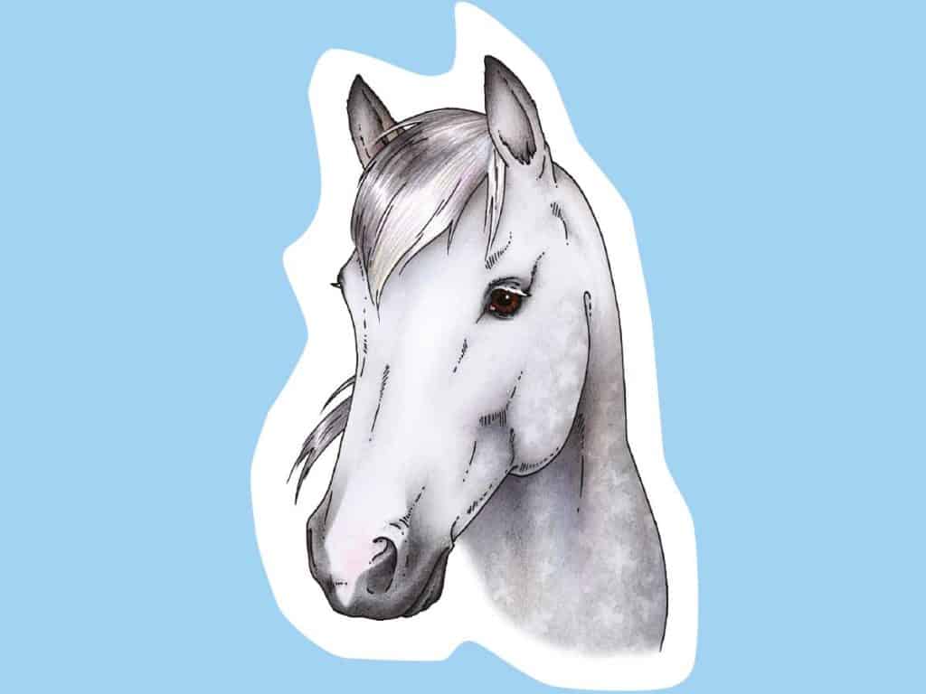 Drawing a horse's head