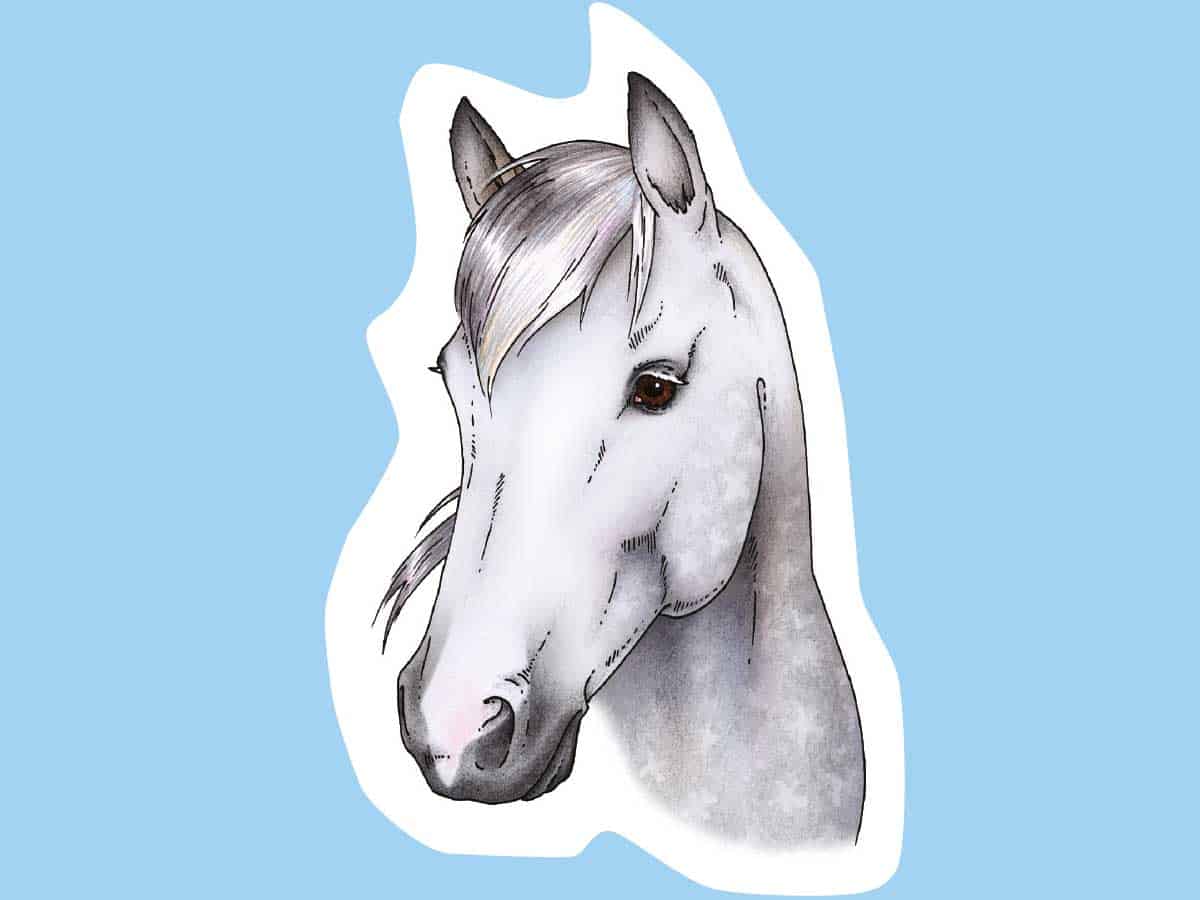 WEB Drawing a horses head
