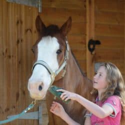 Girl grooming pony