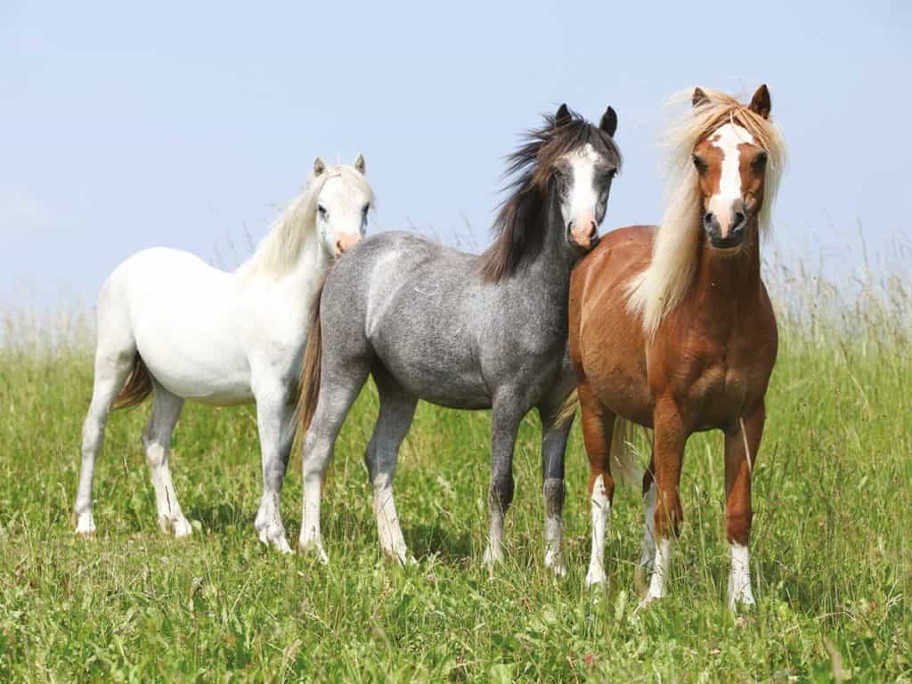 Welsh ponies