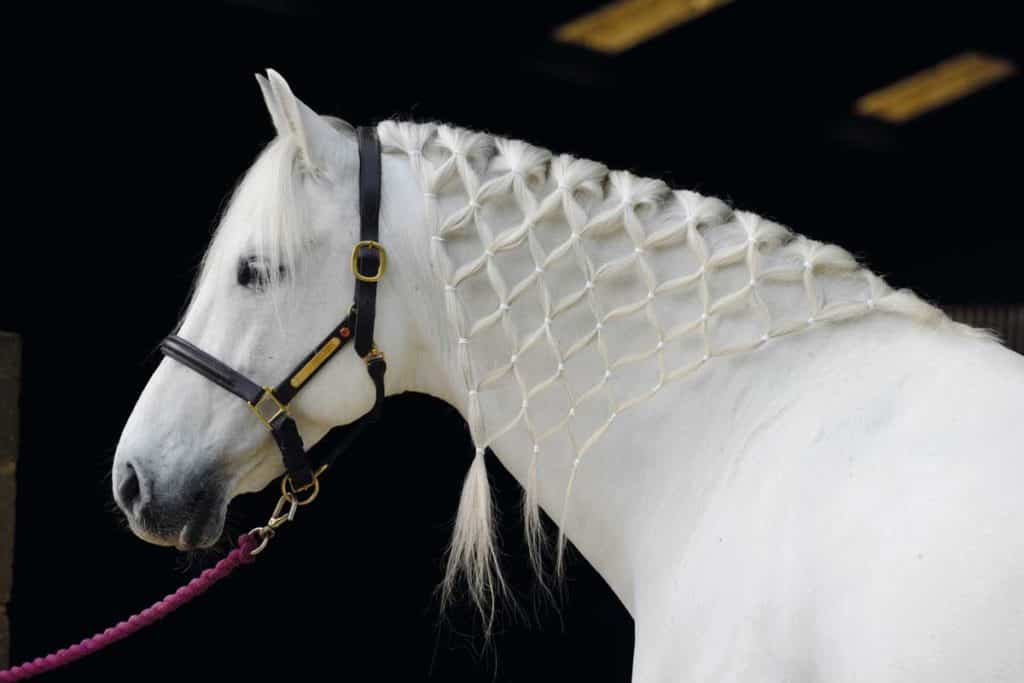 Fun plait in a horse's mane