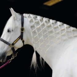 Fun plait in a horse's mane