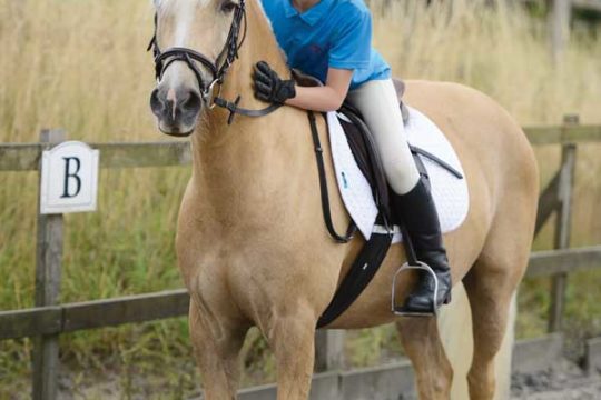 Palomino pony and young rider