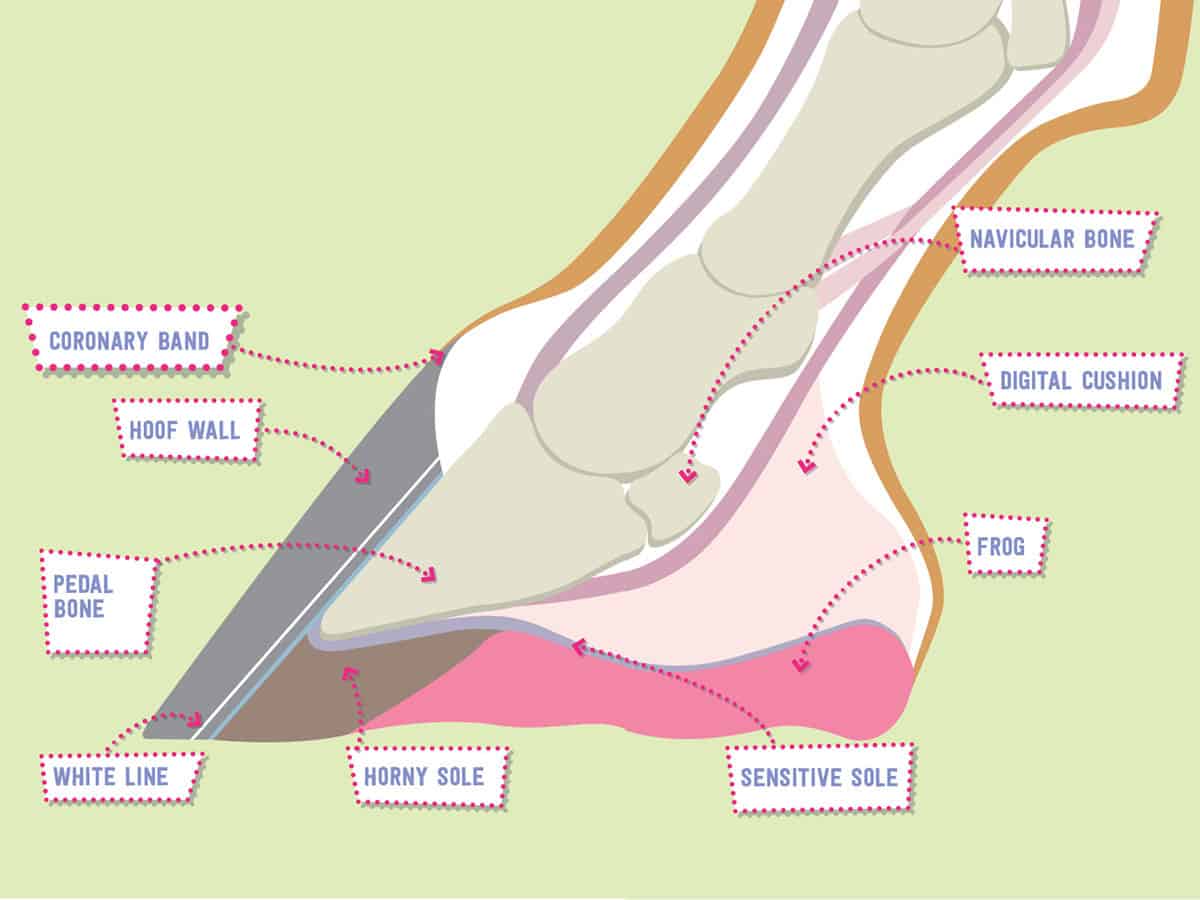 Hoof Anatomy Diagram Pony Magazine