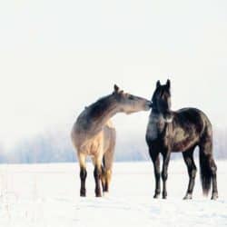 Ponies turned out in winter