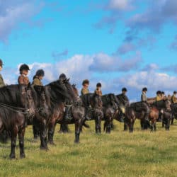 Dales Ponies showing class