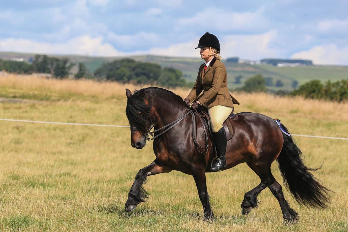 Ridden dales pony