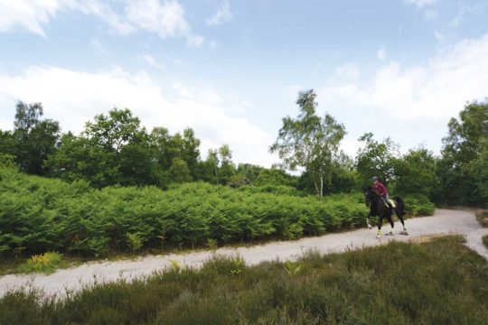 Hacking out in forest, horse cantering
