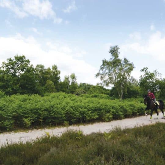 Hacking out in forest, horse cantering