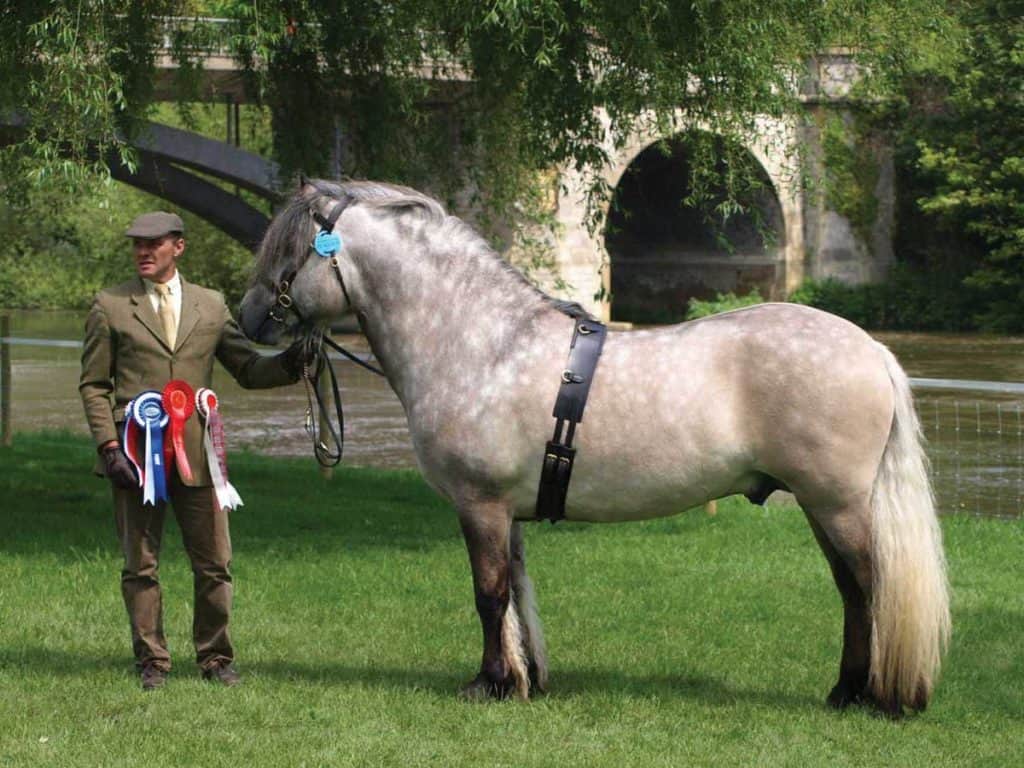 Highland Pony showing