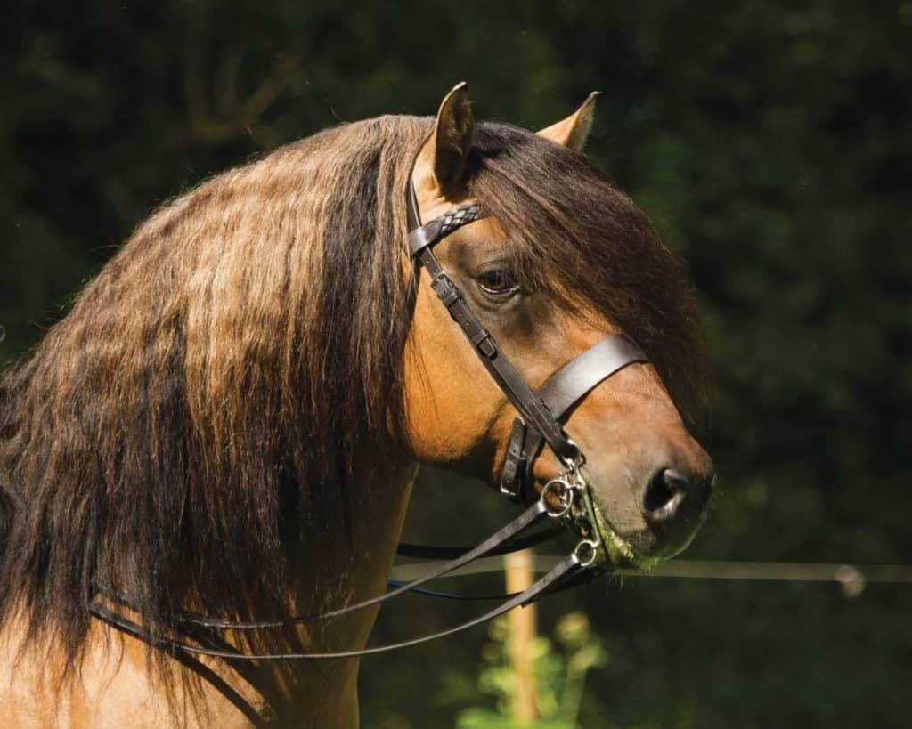 Highland pony