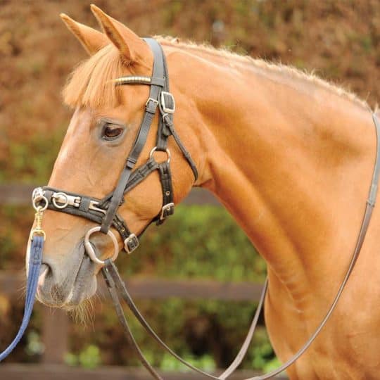 Fun Pony Quizzes Test your horsey knowledge Pony Magazine