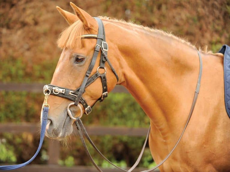 Horse in lungeing tack
