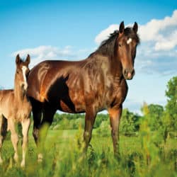 Mare and foal