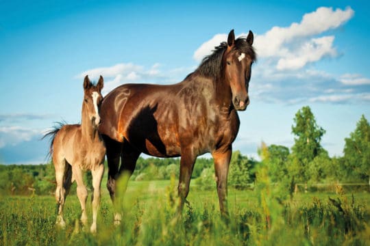 Mare and foal