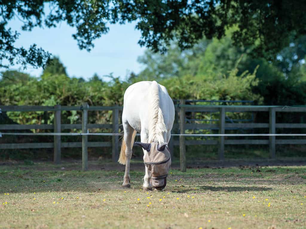 Horse grazing in field