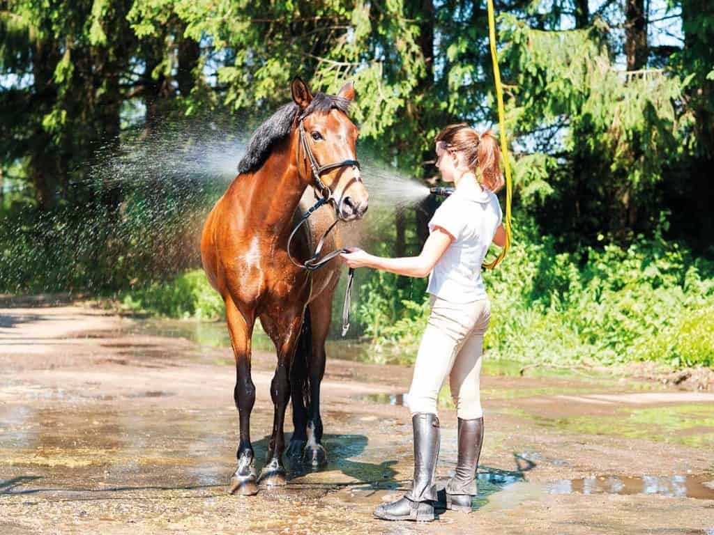 Beat the heat PONY Know How