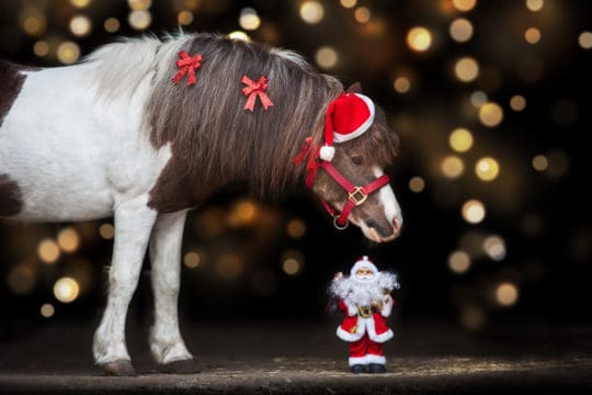 Christmas Pony